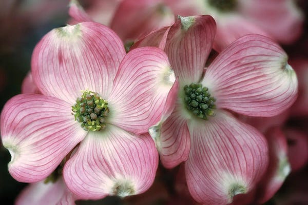 Dogwood: Dogwood by Dennis Frates
