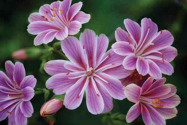 Perfect Flower