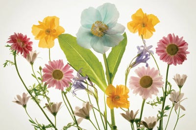 Floral Arrangement IX by Dennis Frates canvas print