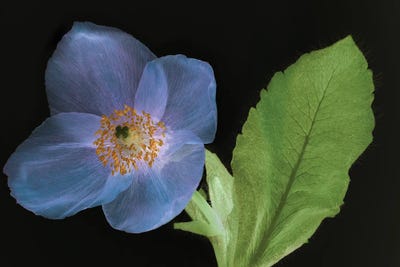 Blue Poppy by Dennis Frates canvas print