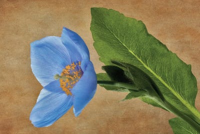 Blue Poppy III by Dennis Frates canvas print