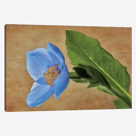 Blue Poppy III Canvas Print #DEN1509} by Dennis Frates Canvas Wall Art