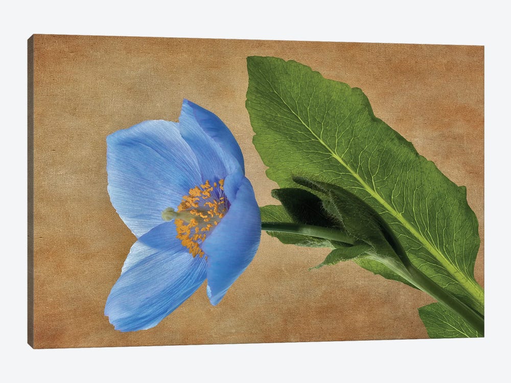 Blue Poppy III by Dennis Frates 1-piece Canvas Art