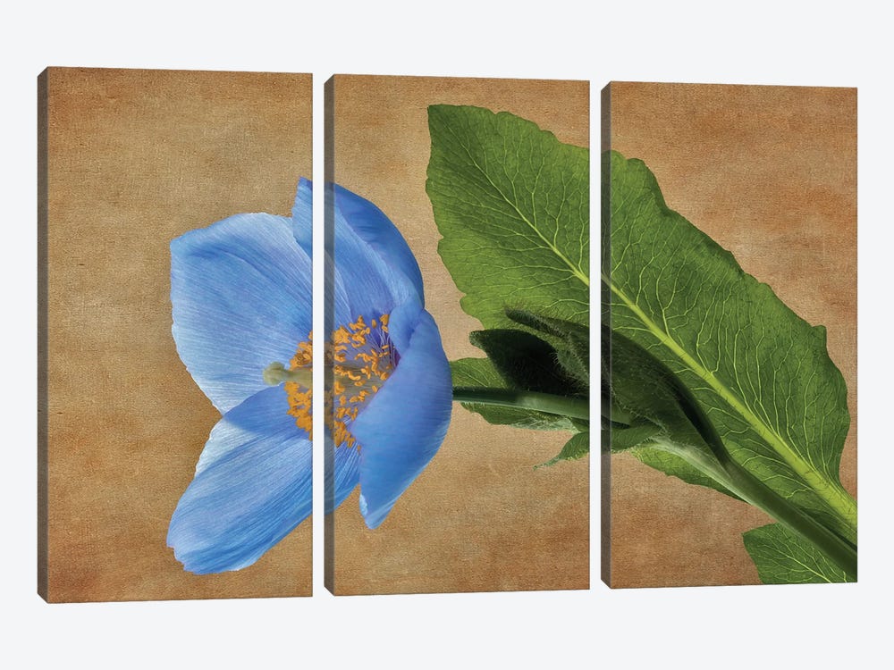 Blue Poppy III by Dennis Frates 3-piece Canvas Artwork