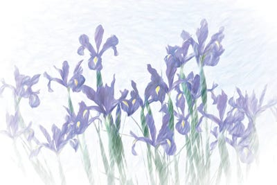 Iris Group II by Dennis Frates art print