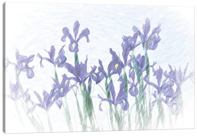 Iris Group II Canvas Art Print - Iris Art