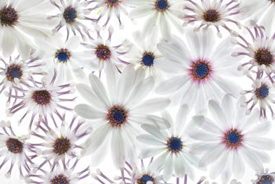 Floral Arrangement XII by Dennis Frates multi panel art