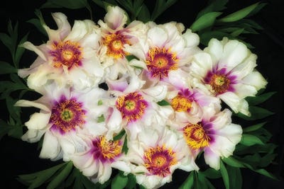 Floral Arrangement XIV by Dennis Frates multi panel art