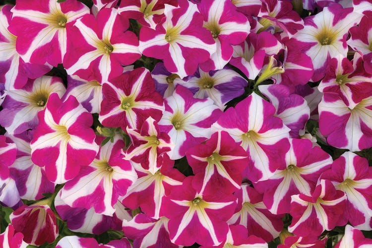 Petunia Group