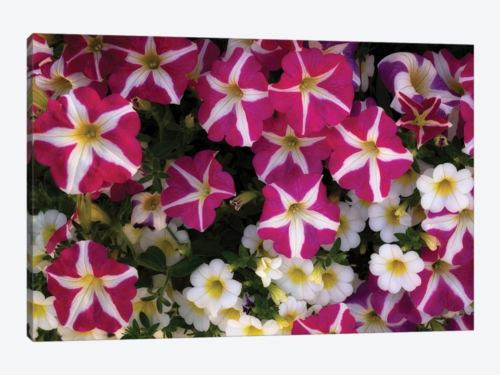 Petunia Group III by Dennis Frates 1-piece Canvas Art Print