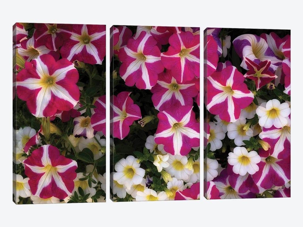 Petunia Group III by Dennis Frates 3-piece Canvas Print