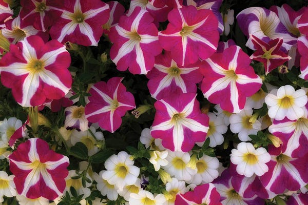 Petunia Group III
