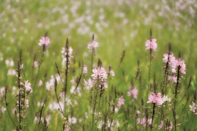 Wildflowers V by Dennis Frates multi panel art