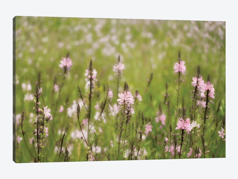 Wildflowers V by Dennis Frates 1-piece Canvas Art
