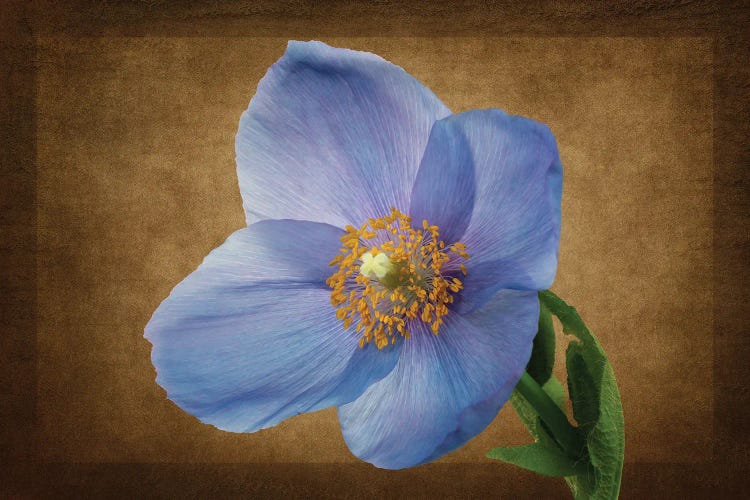 Blue Poppy XVII