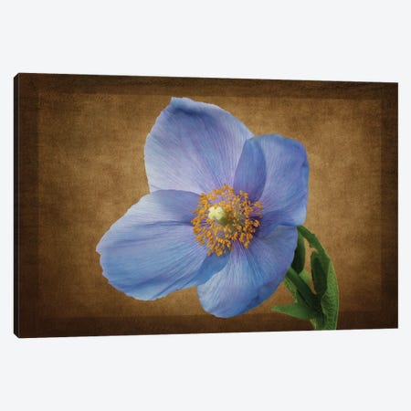 Blue Poppy XVII Canvas Print #DEN1520} by Dennis Frates Canvas Art