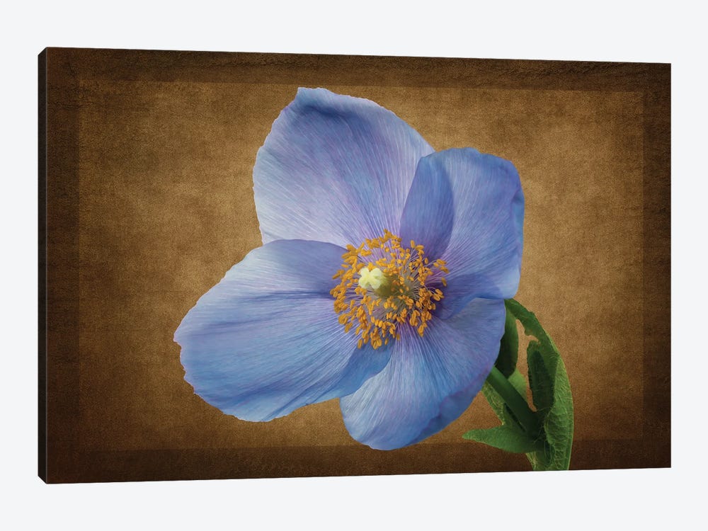 Blue Poppy XVII by Dennis Frates 1-piece Art Print