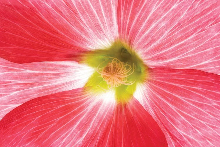 Hollyhock Close Up III