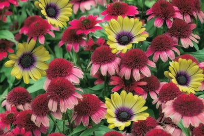 Mixed Floral Arrangement by Dennis Frates canvas print