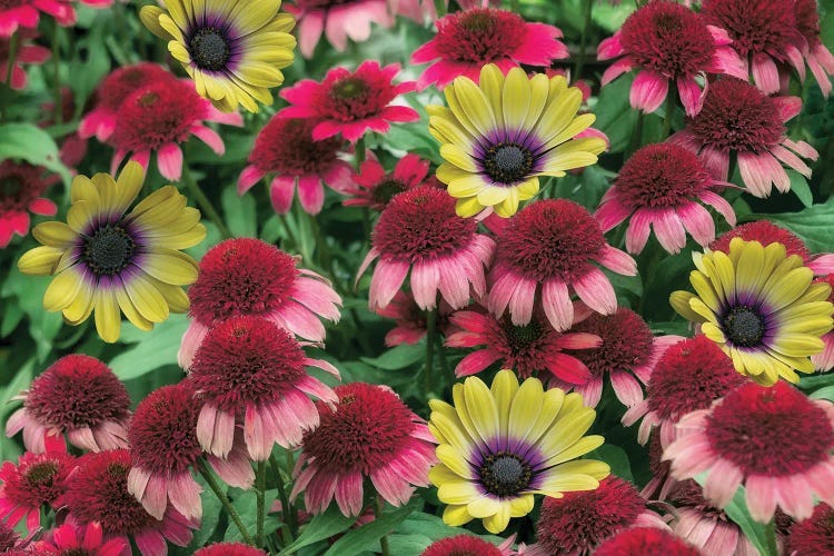 Mixed Floral Arrangement