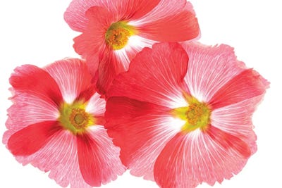 Hollyhock Close Up V by Dennis Frates canvas print