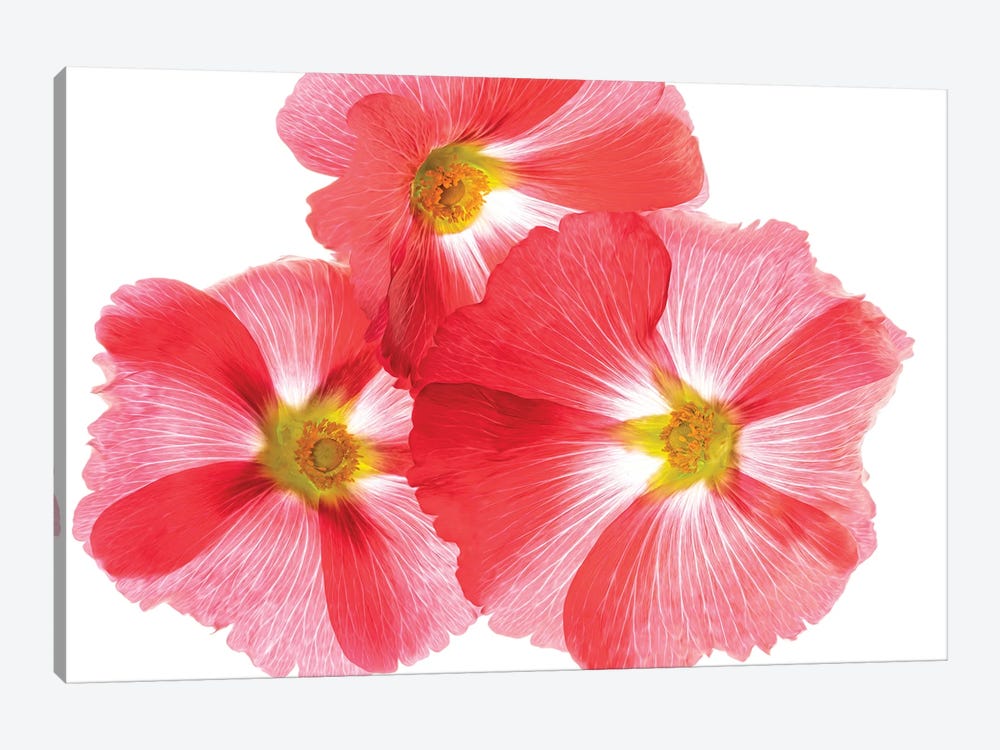 Hollyhock Close Up V by Dennis Frates 1-piece Canvas Wall Art