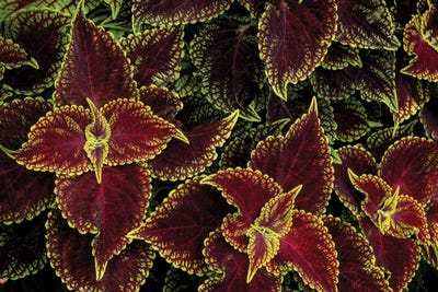 Coleus by Dennis Frates canvas print