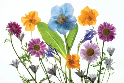 Floral Arrangement XIX by Dennis Frates canvas print