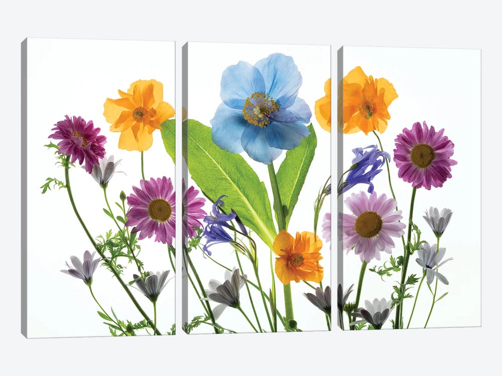 Floral Arrangement XIX by Dennis Frates 3-piece Art Print