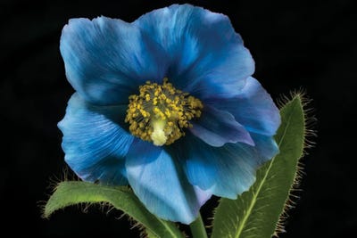 Blue Poppy XX by Dennis Frates canvas print