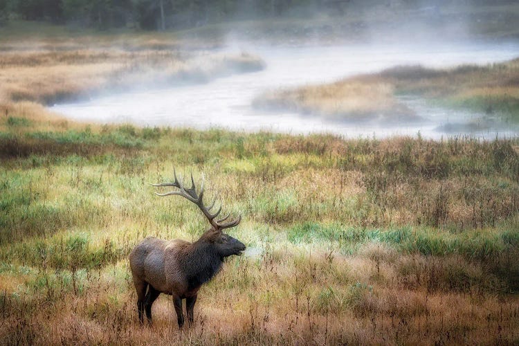 Lone Elk