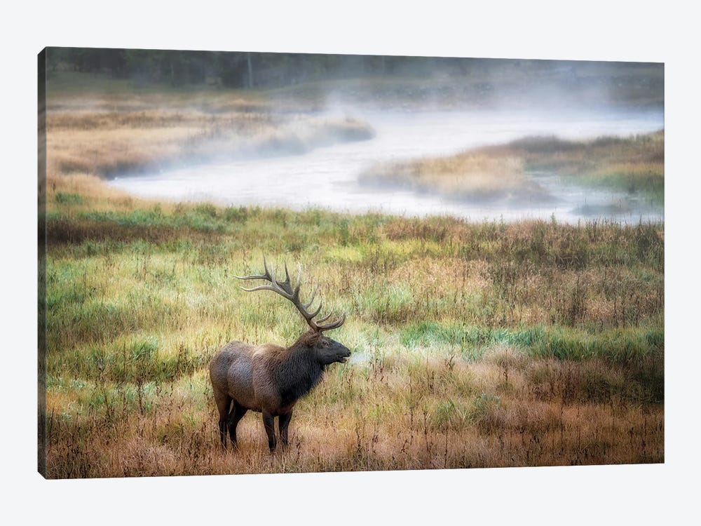 Lone Elk by Dennis Frates 1-piece Canvas Print