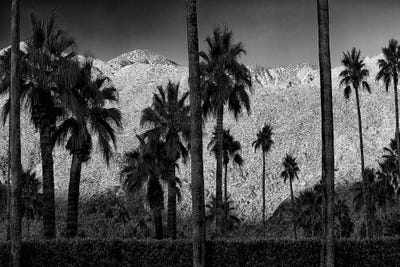 Palms And Mountain by Dennis Frates framed canvas print