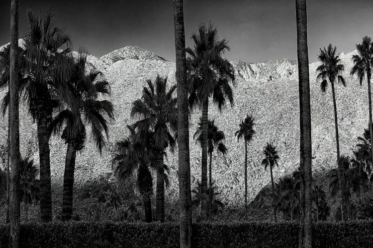 Palms And Mountain