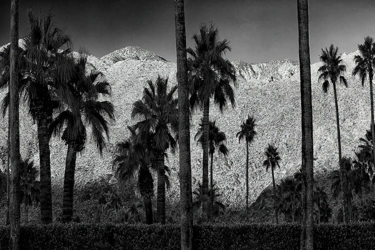 Palms And Mountain by Dennis Frates wall art