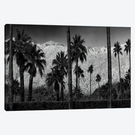 Palms And Mountain Canvas Print #DEN1538} by Dennis Frates Canvas Print