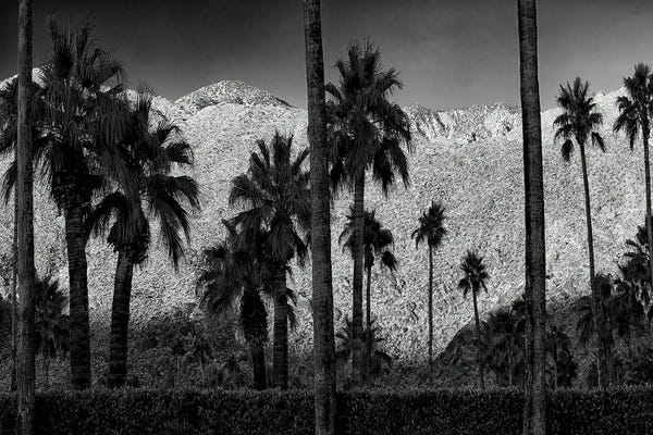 Black & White Florals: Palms And Mountain by Dennis Frates