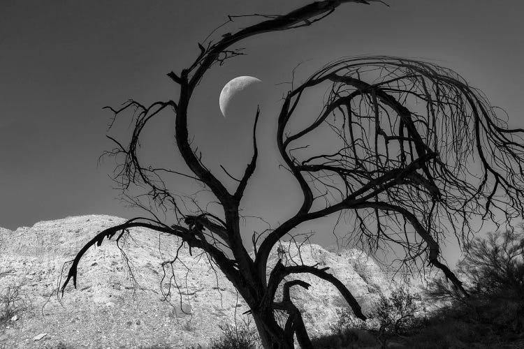 Silhouette Tree And Moon