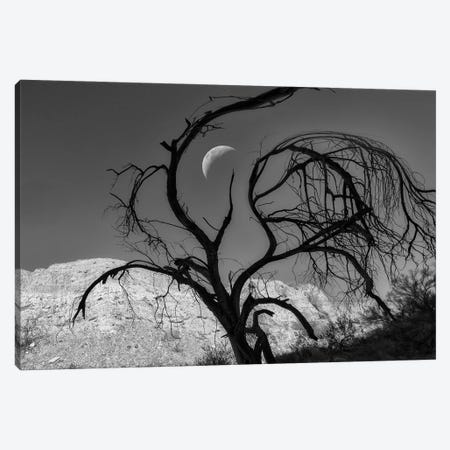 Silhouette Tree And Moon Canvas Print #DEN1539} by Dennis Frates Canvas Art Print