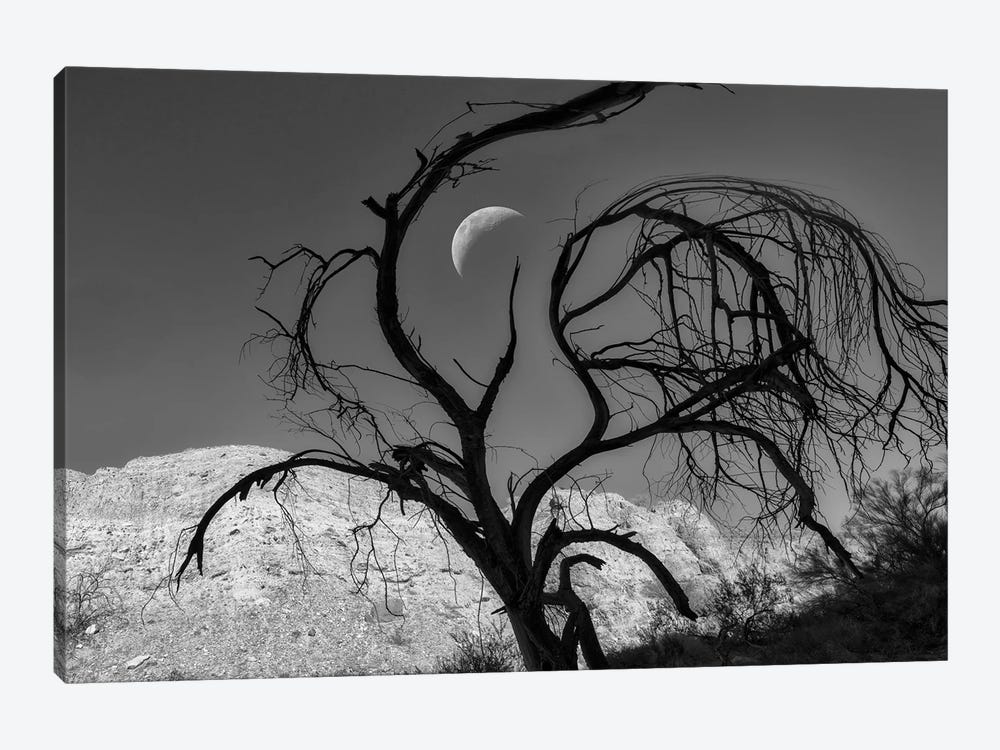 Silhouette Tree And Moon by Dennis Frates 1-piece Canvas Print