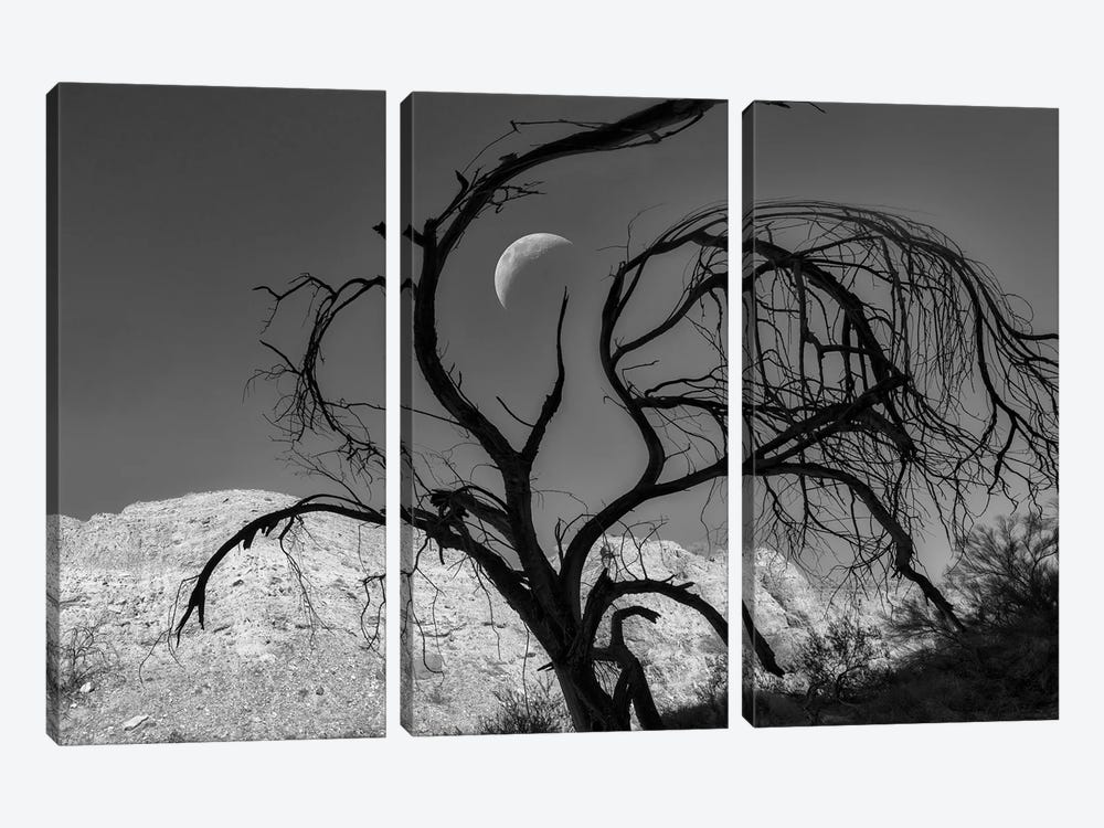 Silhouette Tree And Moon by Dennis Frates 3-piece Canvas Print