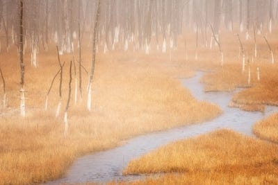 Foggy Yellowstone Stream by Dennis Frates multi panel art
