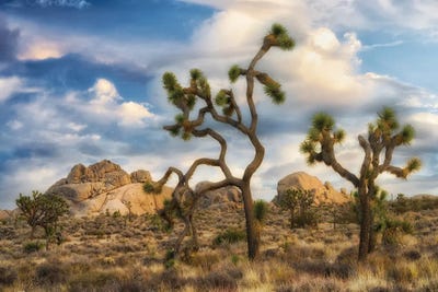 Joshua Trees by Dennis Frates multi panel art