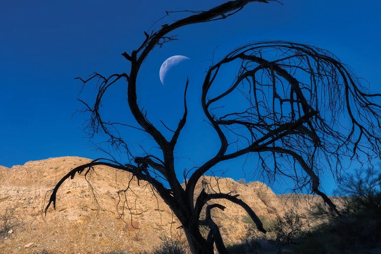 Twisted Moonrise by Dennis Frates wall art
