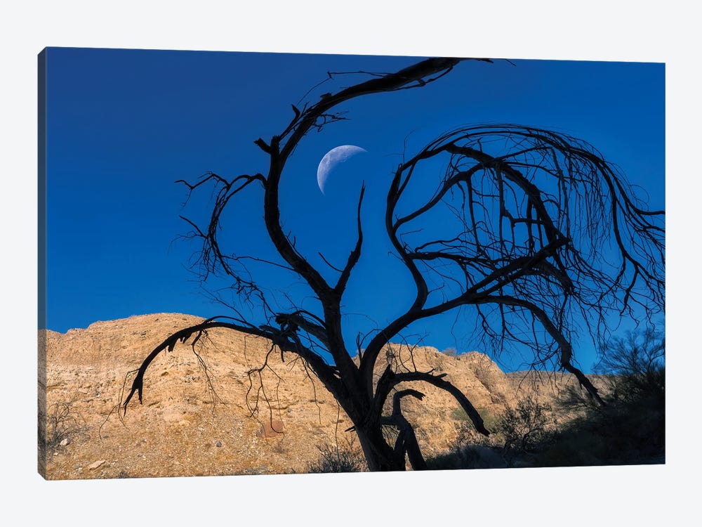 Twisted Moonrise by Dennis Frates 1-piece Canvas Print