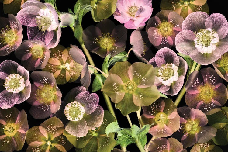 Helebores