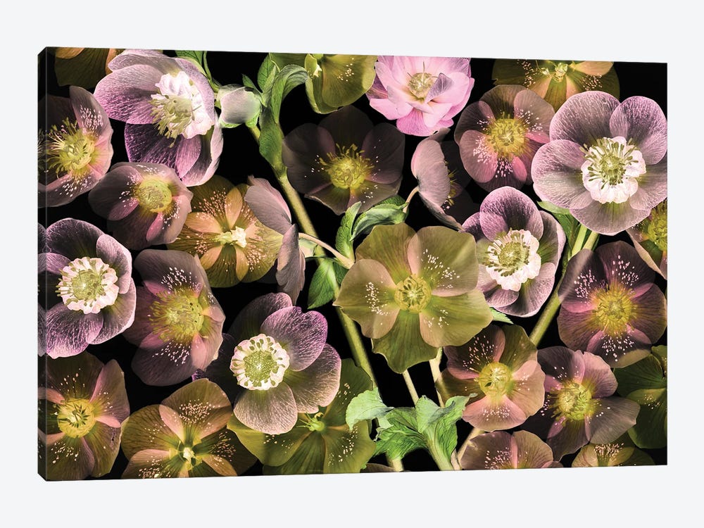 Helebores by Dennis Frates 1-piece Canvas Wall Art