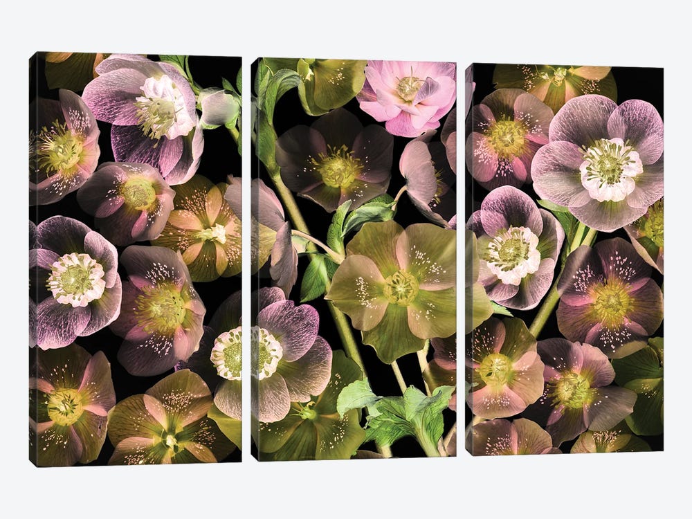 Helebores by Dennis Frates 3-piece Canvas Wall Art