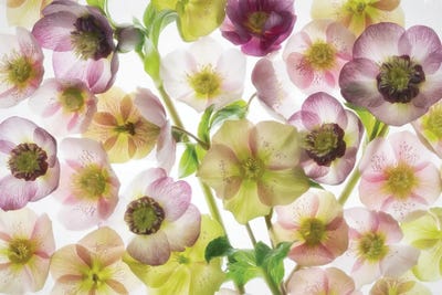 Helebores II by Dennis Frates multi panel art