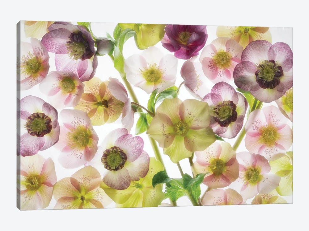Helebores II by Dennis Frates 1-piece Art Print